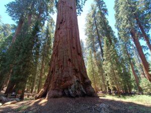 Lire la suite à propos de l’article Sequoia National Park