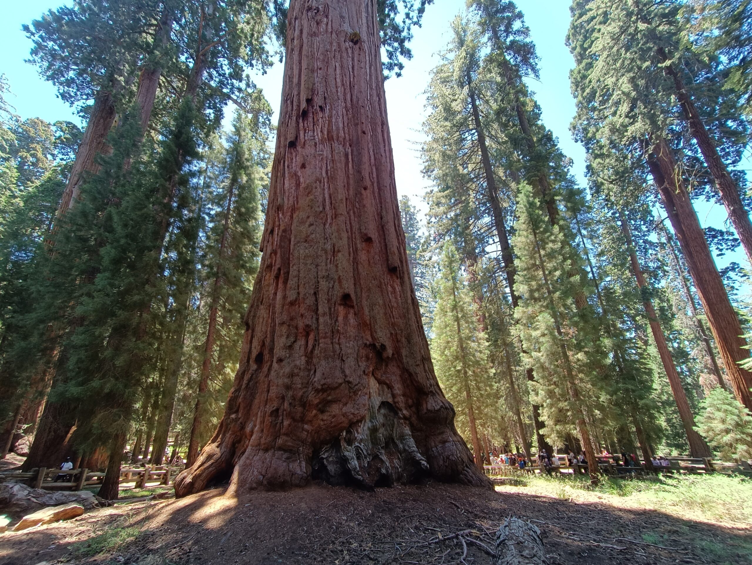 You are currently viewing Sequoia National Park